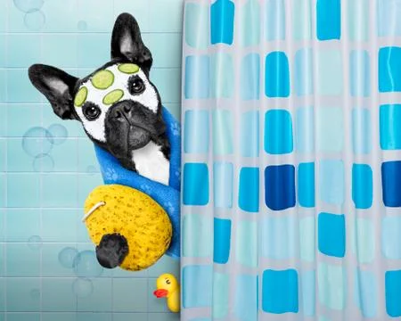 Dog in shower Stock Photos