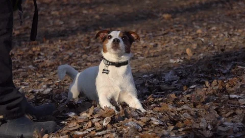 Dog showing obedience on training Stock Footage 128606225