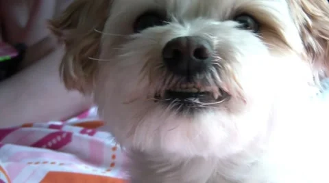 Dog Showing Teeth, Warning Stockbeeldmateriaal 65745809