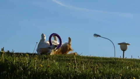 Dog showing tricks Stock Footage 110705318