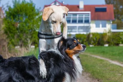 Dog shows dominating behaviour Stock Photos