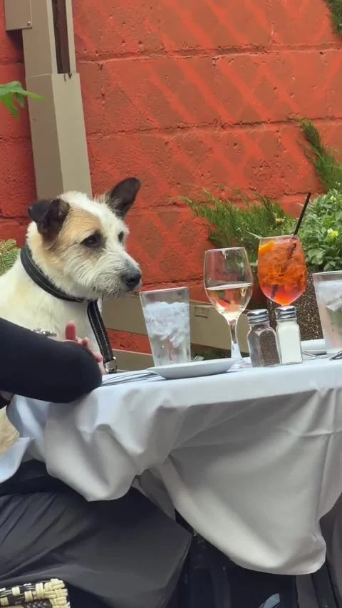 Dog Shows Excellent Table Manners In Restaurant, Minneapolis, Minnesota, USA - 0 Stock Footage 343694484