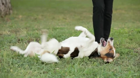 Dog Shows Tricks Stock Footage 52379109