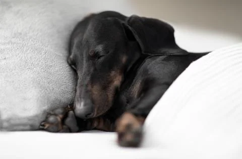 Dog sick , ill or sleeping Foto stock