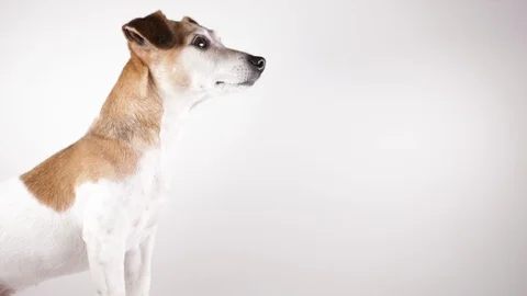 Dog side profile view white video Vídeo Stock 124134355