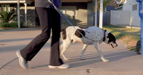 Dog on the Sidewalk Stock Footage 122147963