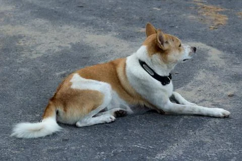 Dog on the sidewalk 写真素材