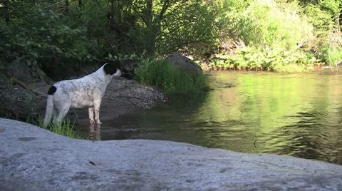 Dog at Sierra stream Stock Footage 8511856