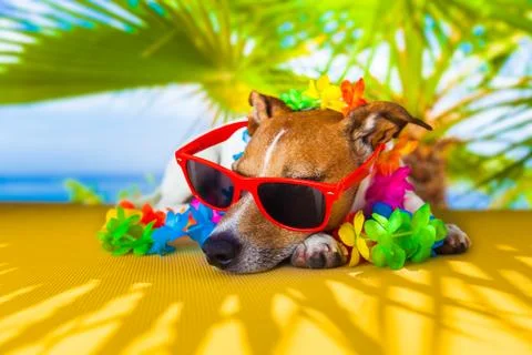 Dog siesta Stockfoto's