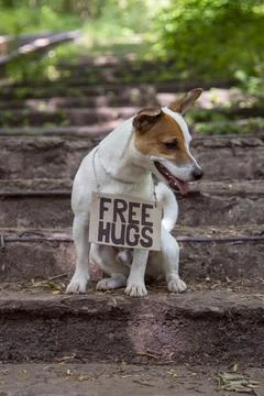 Dog with a sign on his chest 'Free hugs' Stock Photos