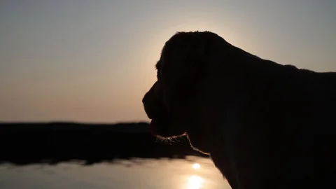 Dog silhouette on sunset background Stock Footage 128709307