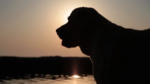 Dog silhouette on sunset background 库存影片 128709394