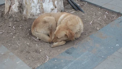 Dog singing to Call to Prayer Stock Footage 107974354