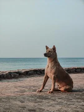 Dog sit on the beach Stock Photos