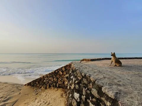 Dog sit on the beach Stock Photos