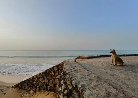 Dog sit on the beach Stock Photos
