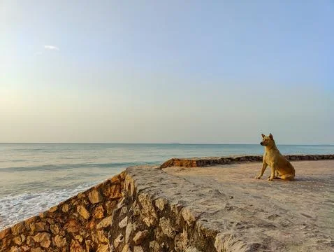 Dog sit on the beach Stock Photos