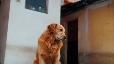 Dog sit down Stock Footage 240517042