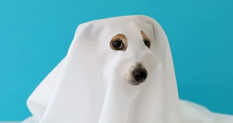 Dog sit as a ghost scary and spooky Vídeos de archivo 117411599
