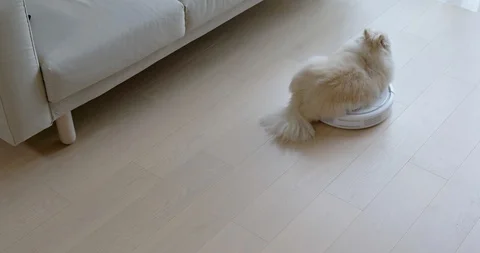 Dog sit on robotic vacuum cleaner slides across the room Stock Footage