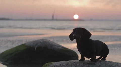 Dog is Siting in Beach at Sunset Time 2 Stock Footage 31818832