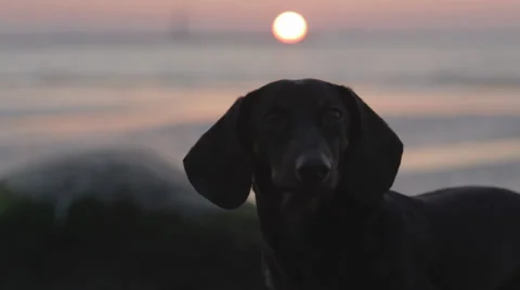 Dog is Siting in Beach at Sunset Time Stock Footage 31818876