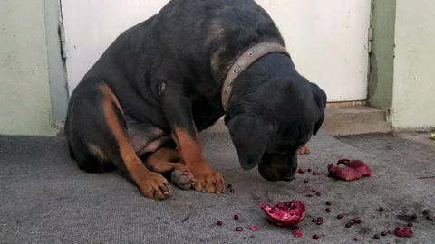 The dog sits and eats pomegranate berries. Stock Footage 144361916
