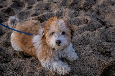 Dog Sits on Beach Stock Photos