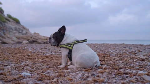 Dog sits on the beach watching the waves at sunset while wearing a harness Видео 342787197