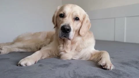 The dog sits on the bed under a gray blanket. Stock Footage 155003532