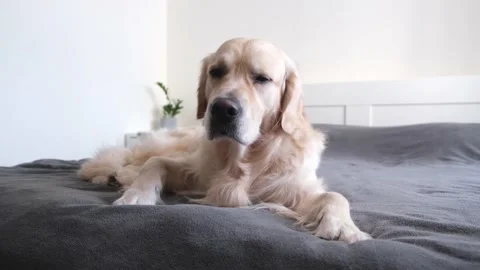 The dog sits on the bed under a gray blanket. Stock Footage 172534376