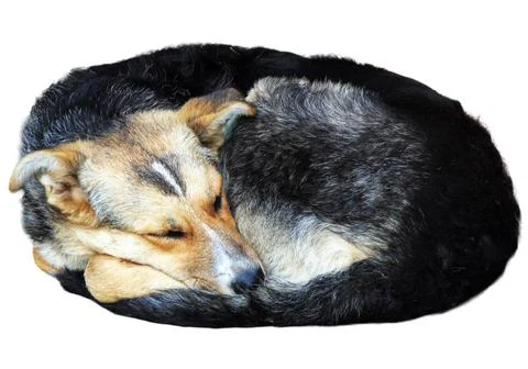 A dog sits in a crouching position Fotos Stock