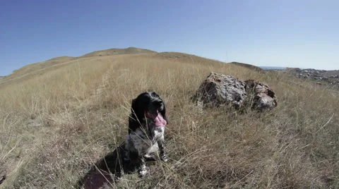 The dog sits on the edge of the hill Stock Footage 68677145