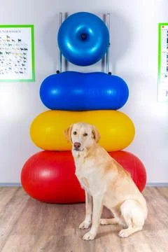 Dog sits in front of working tools in vets office Stock Photos