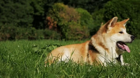 The dog sits on the grass Stock Footage 113474975