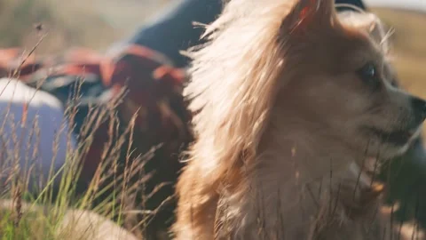 Dog sits in the grass with wind blowing around in a sunny outdoor setting during Stock Footage 343841851