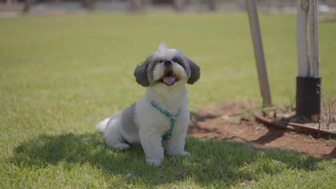 Dog sits on the grass in the wind Stock Footage 220038248