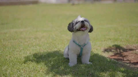 Dog sits on the grass in the wind Video stock 220038416