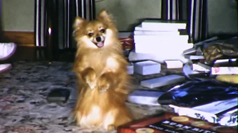 Dog Sits on Hind Legs Does Trick Begs 1960s Vintage Film Home Movie 9798 Stock Footage 66262601