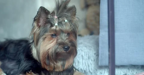 A dog sits looking out in front of a mirror waiting for its owner to return. Stock Footage 270575322