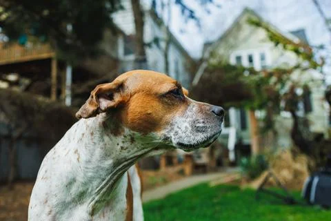 Dog sits outside in a backyard, looking towards the side while a house is i.. Фото