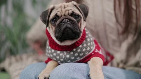 Dog sits on the owner's lap. Stock Footage 224719601