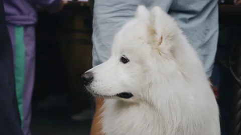 The dog sits quietly on a leash next to its owner. Close-up shooting Stock Footage 168304604