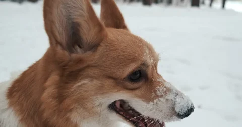 Dog sits in snow, close-up of muzzle, walk in winter forest, tired, puffing Stock Footage 125903030