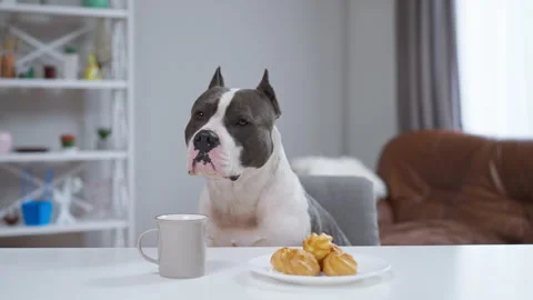 A dog sits at a table with food and a cup of coffee Stock Footage 283127036