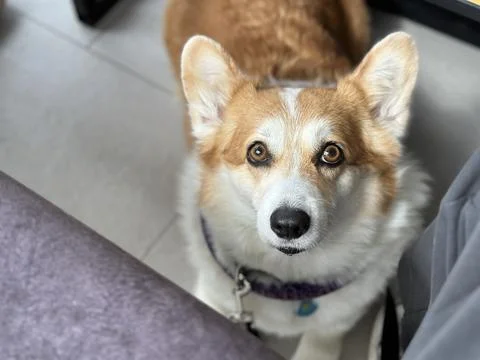 The dog sits under the table in the cafe. Look directly at the camera Stock Photos