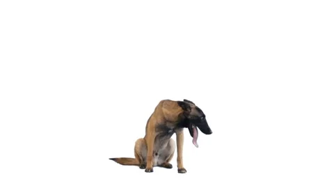 Dog sits on a white background Stock Footage 95078130