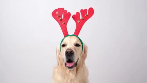 A dog sits on a white background with red antlers. Stock Footage 255304923