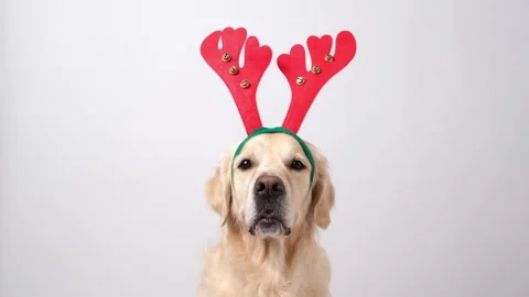 Dog sits on a white background with red antlers. Stock Footage 255304967