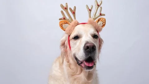 A dog sits on a white background with red antlers. Stock Footage 290769889